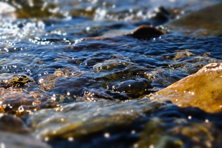 Klarer Bach mit sichtbaren Fischen im Wasser