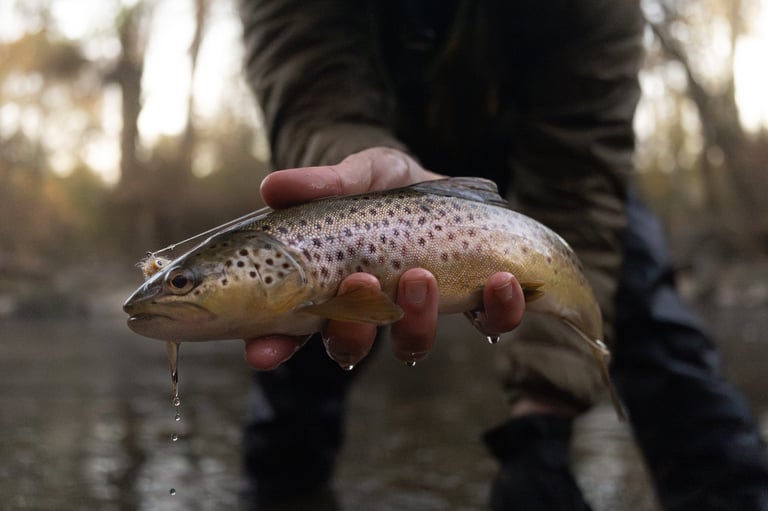 Frisch gefangene Bachforelle mit schönen Schuppen