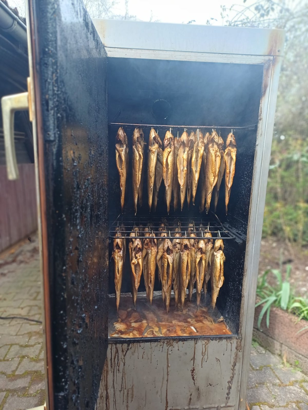 Räucherofen gefüllt mit mehreren Reihen geräucherter Forellen